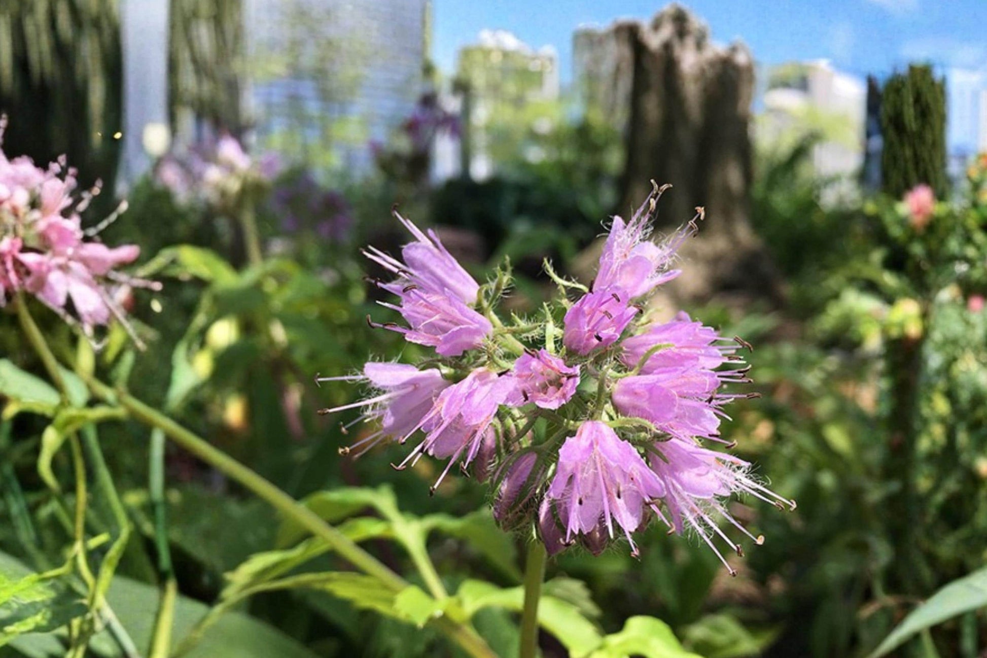 Virginia Waterleaf Seeds - 10 Seeds - Hydrophyllum virginianum - Perennial Woodland Wildflower for Shade Gardens