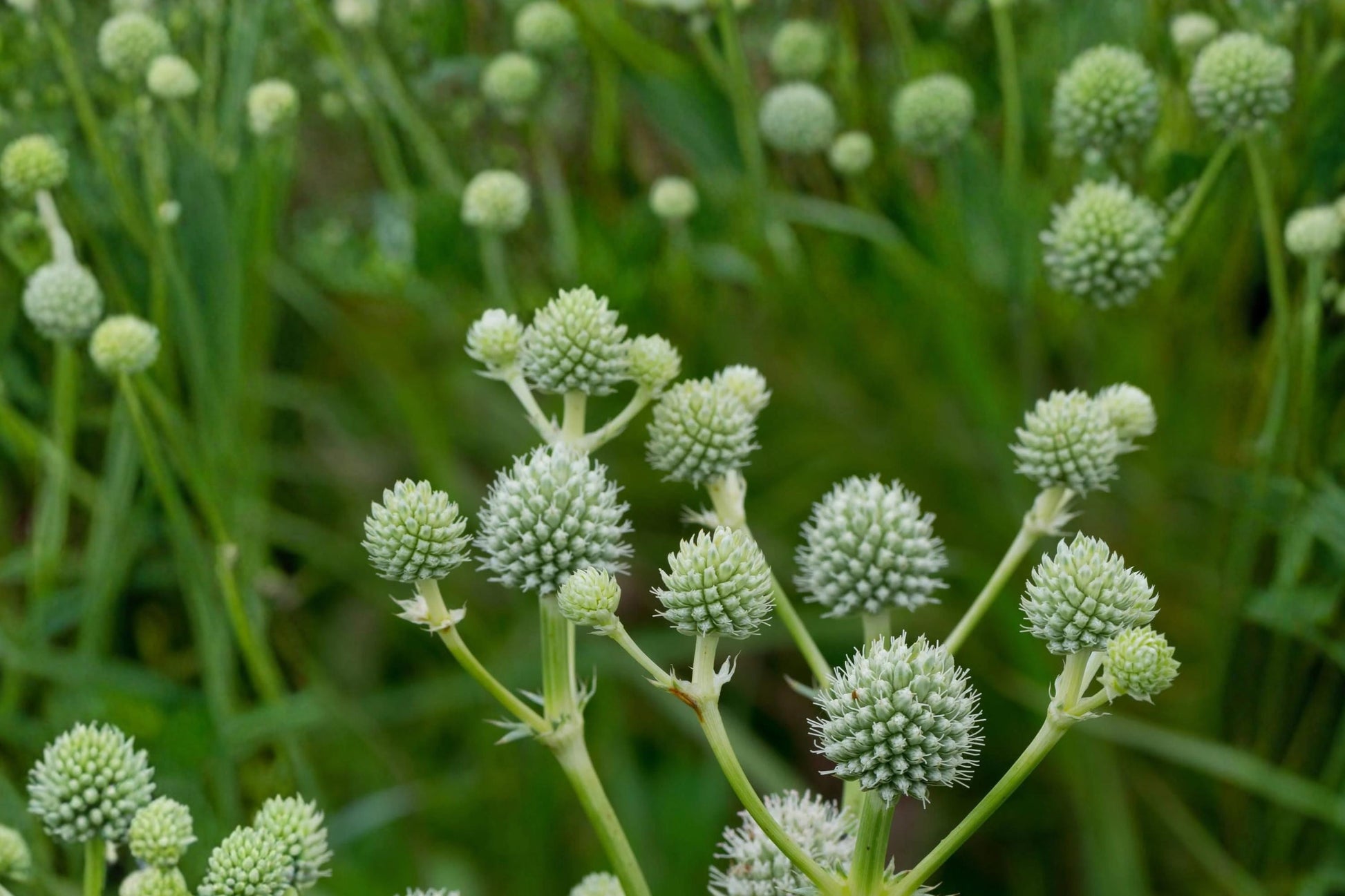 Rattlesnake Master Seeds - 100 Count - Eryngium yuccifolium - Perennial Wildflower with White Flowers for Prairie Planting