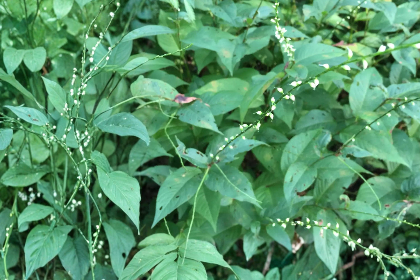 Jumpseed Seeds - 15 Seeds - Persicaria virginiana - Perennial Woodland Plant for Shade - White to Pale Pink Flowers