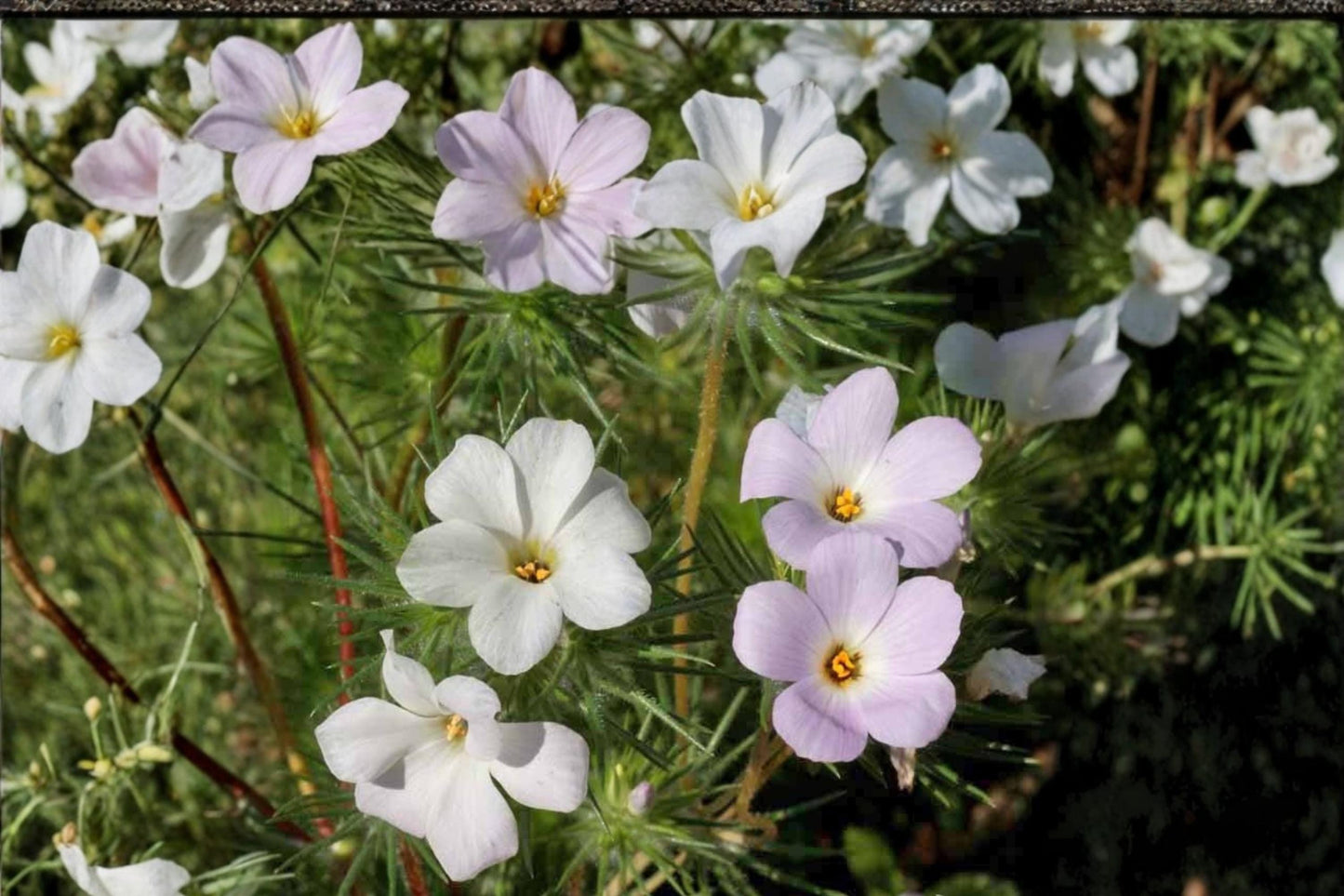 Mountain Phlox Seeds - 100 Count - Pink, Lavender, White Flowers - Linanthus grandiflorus - Annual Wildflower for Gardens