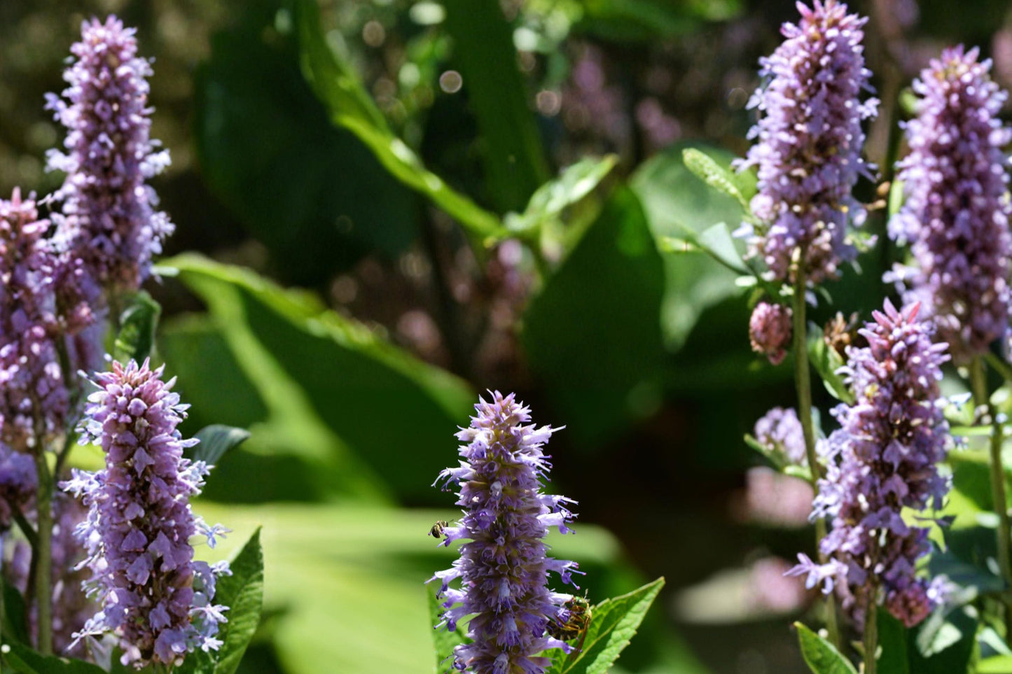 Anise Hyssop Seeds - 100 Count - Lavender-Blue Flowering Perennial - Agastache foeniculum - Pollinator Friendly Garden Plant