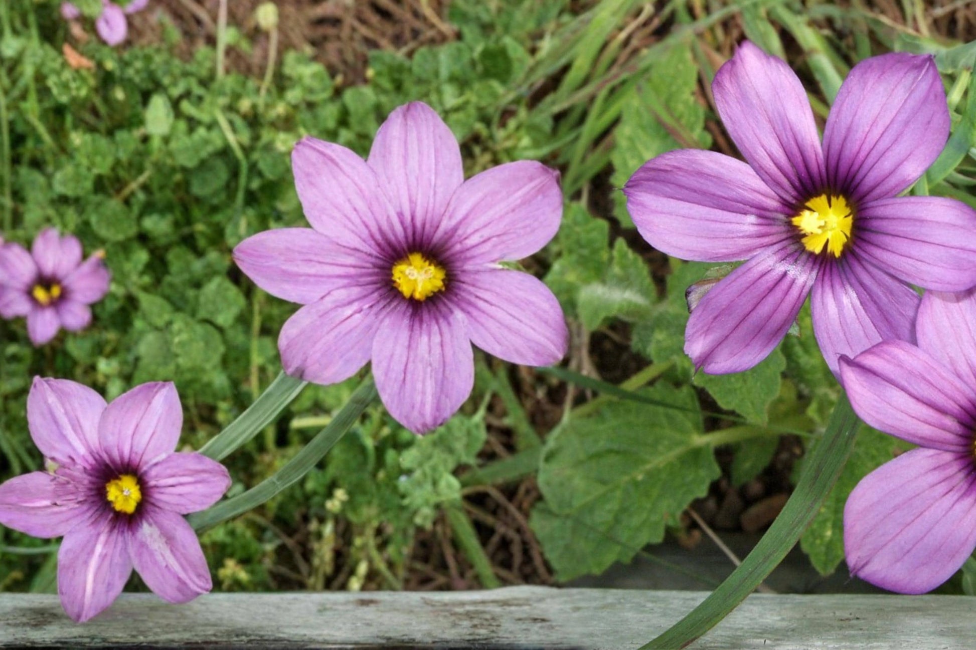 Western Blue Eyed Grass Seeds - 100 Perennial Seeds, Sisyrinchium bellum, Blue Violet Flowers, Native Wildflower for Garden Borders