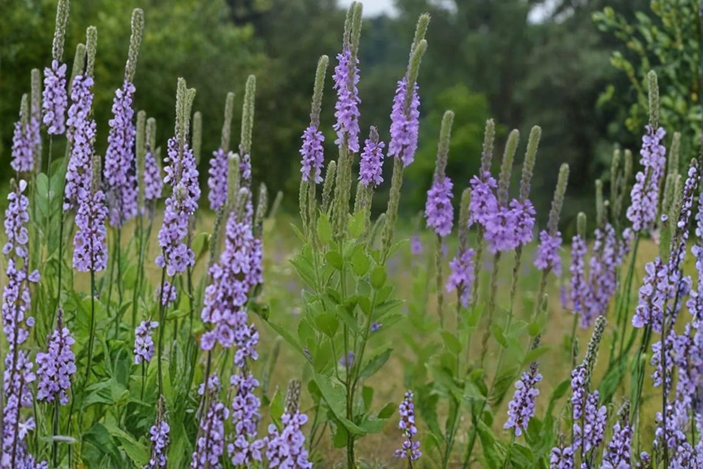 Hoary Vervain Seeds - 100 Perennial Wildflower Seeds - Purple Lavender Flower - Verbena stricta - Drought Tolerant, Pollinator Friendly