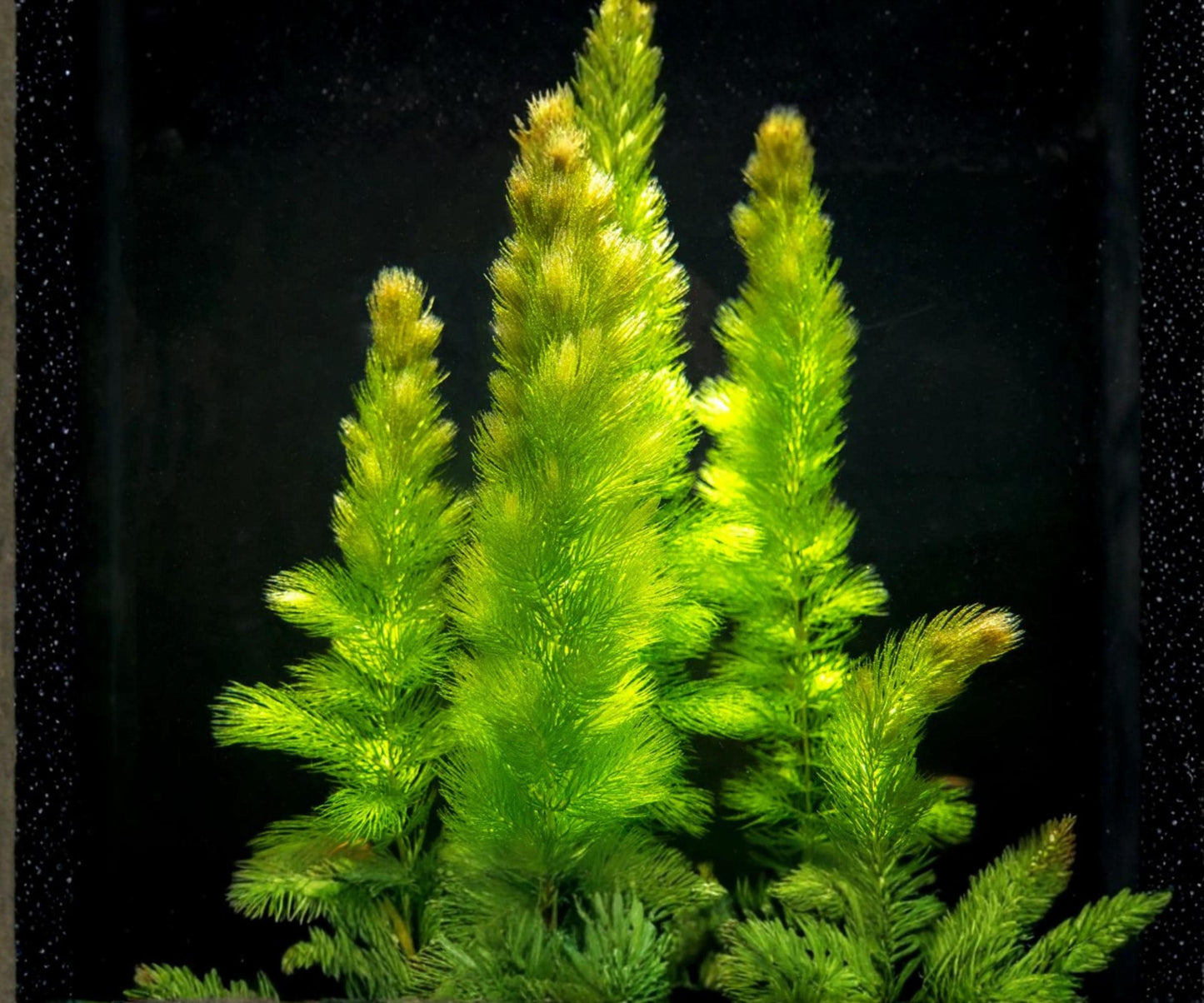 Hornwort Live Aquarium Plants 3 Pack - Fast Growing Freshwater Background Plant - Ceratophyllum demersum - Easy Care