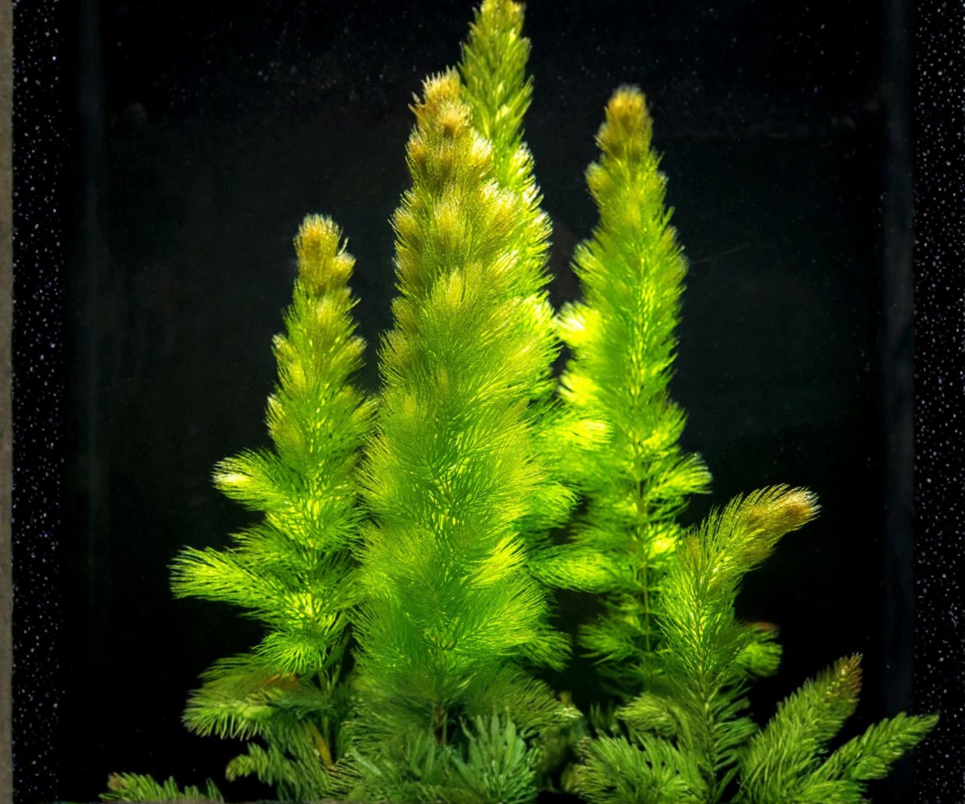 Hornwort Live Aquarium Plants 3 Pack - Fast Growing Freshwater Background Plant - Ceratophyllum demersum - Easy Care