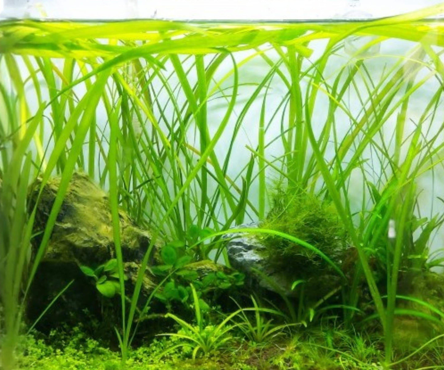 Jungle Vallisneria Live Aquarium Plants 6 Pack - Vallisneria americana - Easy Care Freshwater Background Plants for Aquascaping