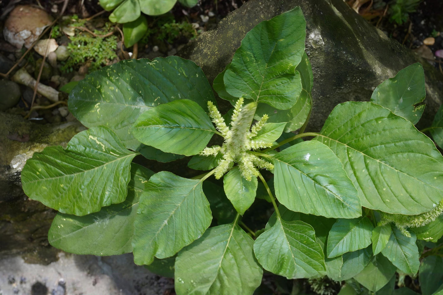 White Leaf Amaranth Seeds (500) - Edible Fast-Growing Vegetable, Amaranthus mangostanus for Stir-Fries & Soups