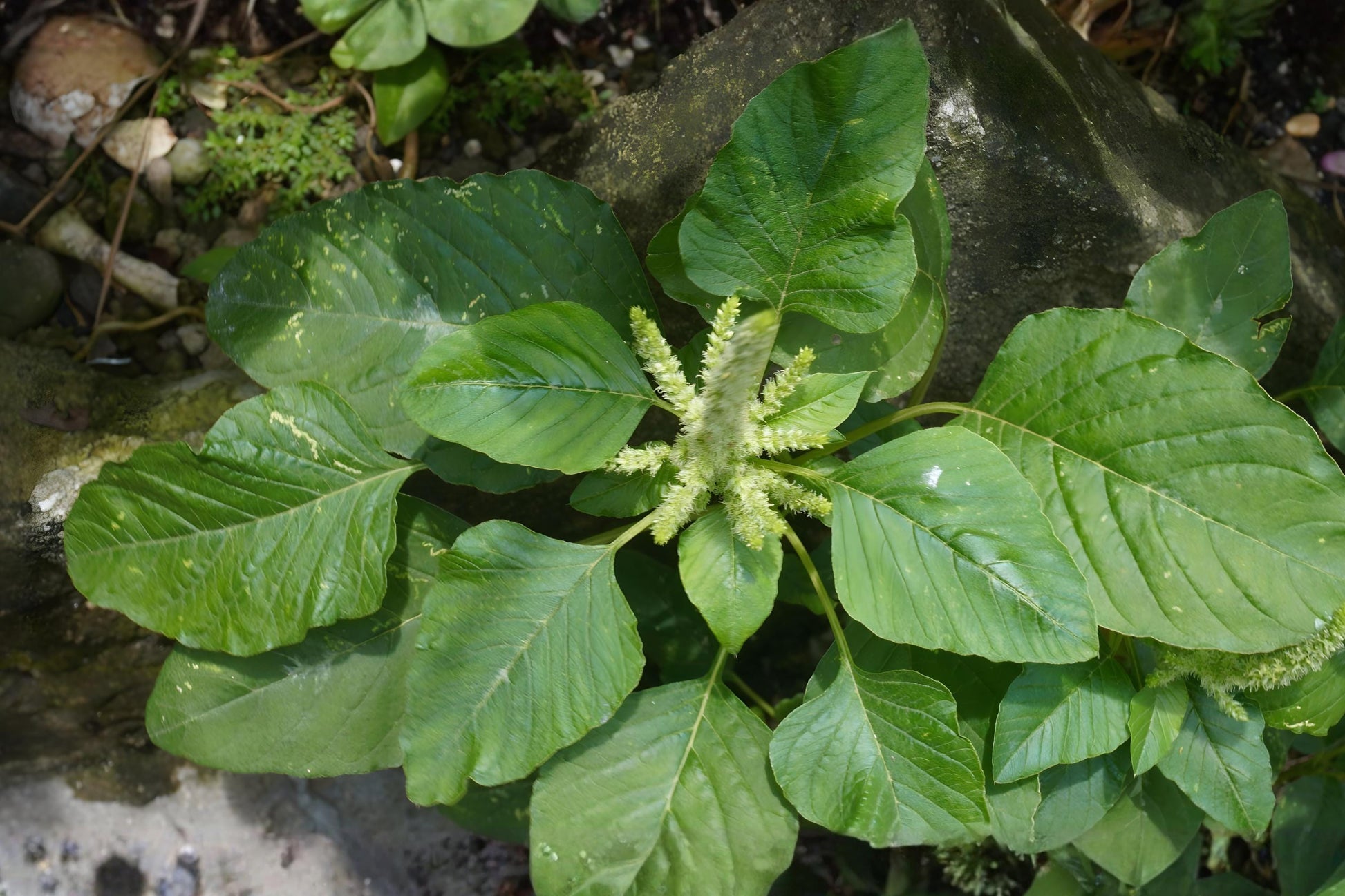 White Leaf Amaranth Seeds (500) - Edible Fast-Growing Vegetable, Amaranthus mangostanus for Stir-Fries & Soups