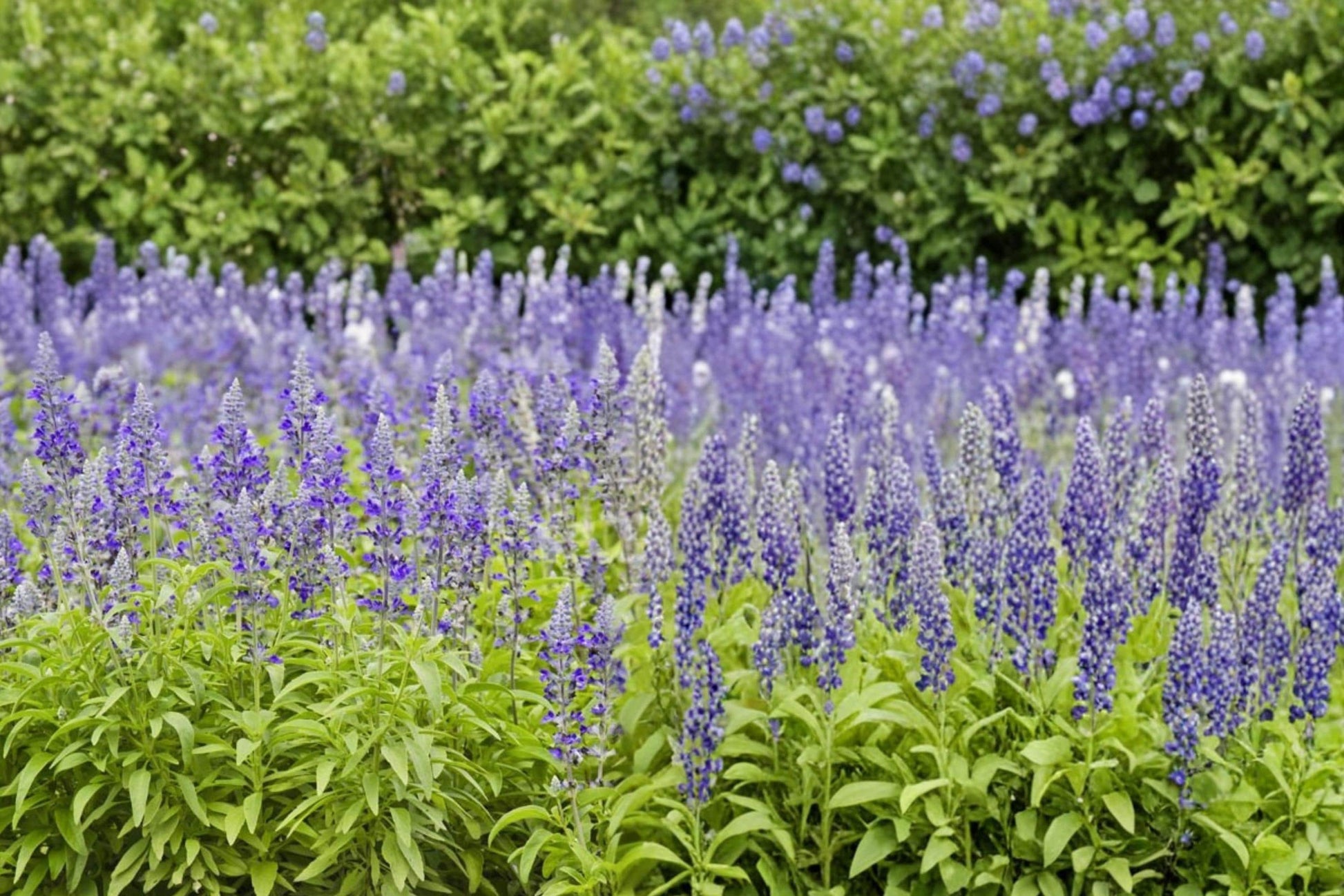 Blue Sage Seeds - 100 Count - Salvia farinacea - Blue to Violet Flower Spikes - Annual to Tender Perennial Garden Plant
