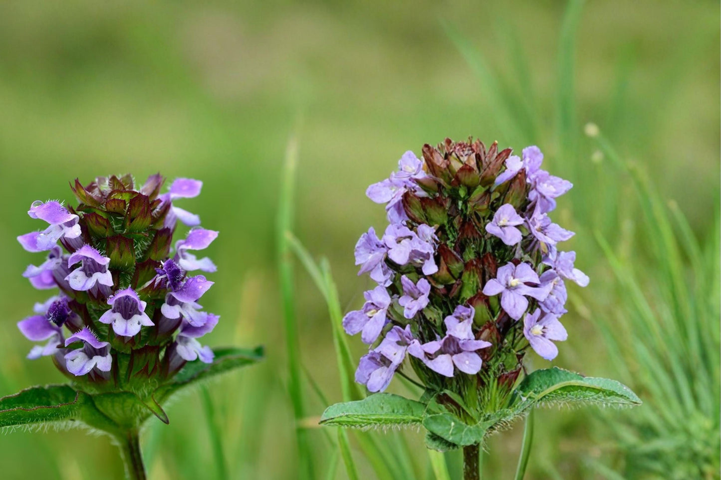 Heal All Seeds - 100 Count - Purple Wildflower - Prunella vulgaris - Low-Growing Perennial for Pollinators, Garden & Meadow