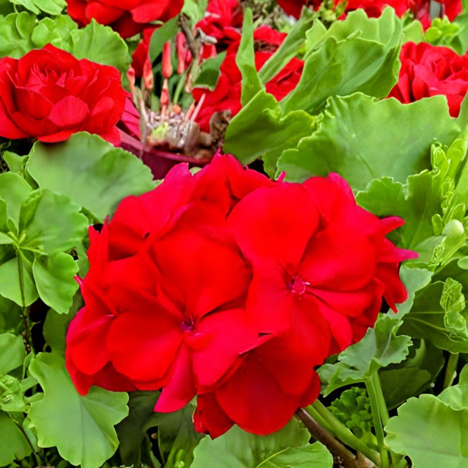 Red Geranium Cuttings - 3 Unrooted Live Cuttings - Pelargonium - Bright Red Blooms for Easy Gardening