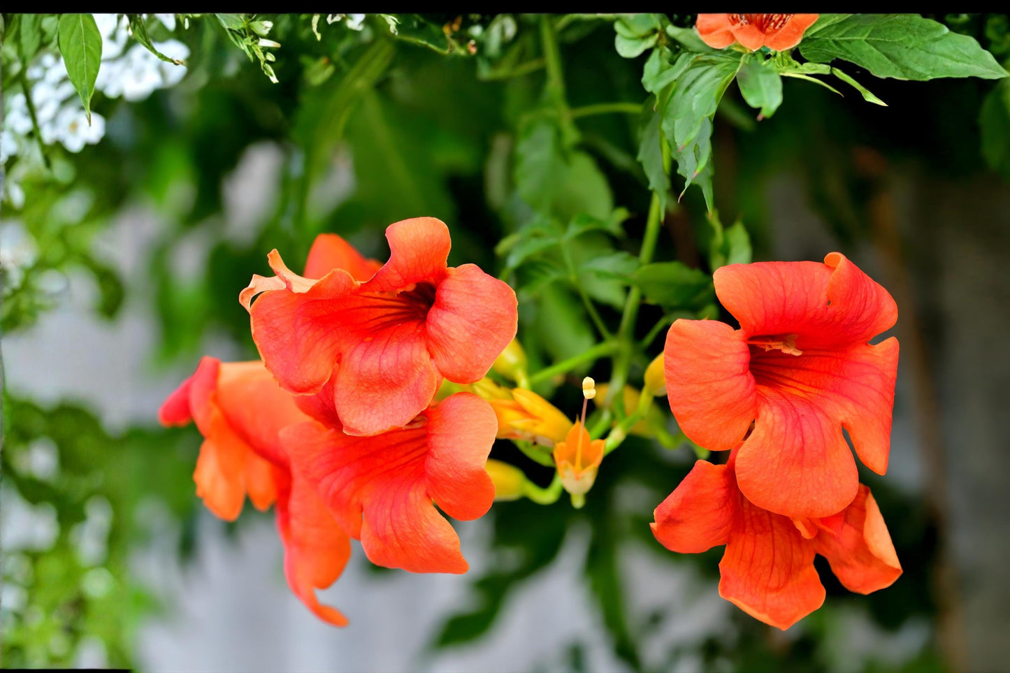 Trumpet Vine Seeds (30) - Campsis Radicans - Fast-Growing Climbing Vine with Orange Flowers for Hummingbirds