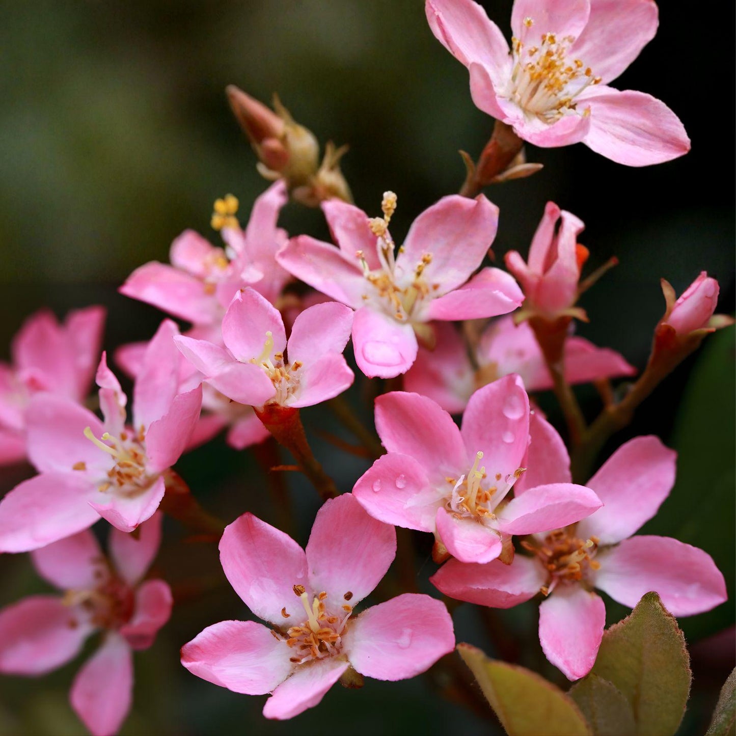 Indian Hawthorne Cuttings - 7 Live Unrooted Plants - Pink Dancer - Rhaphiolepis indica - Soft Pink Blooms for Landscaping