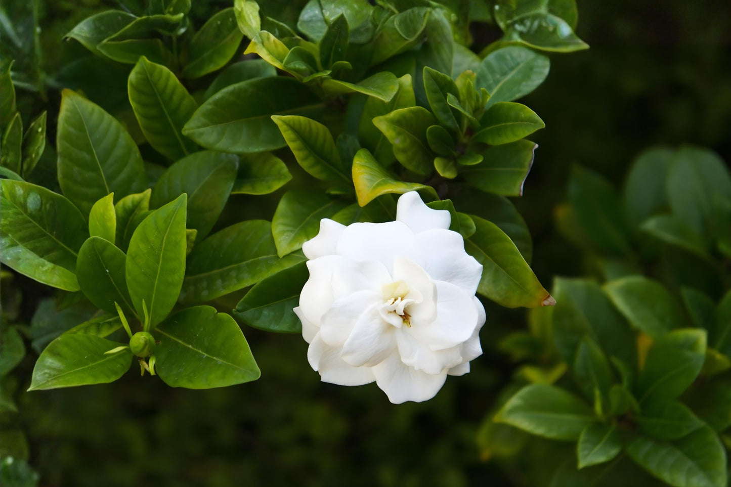 Gardenia Seeds (20) - Fragrant Cape Jasmine with Creamy White Blooms - Gardenia jasminoides