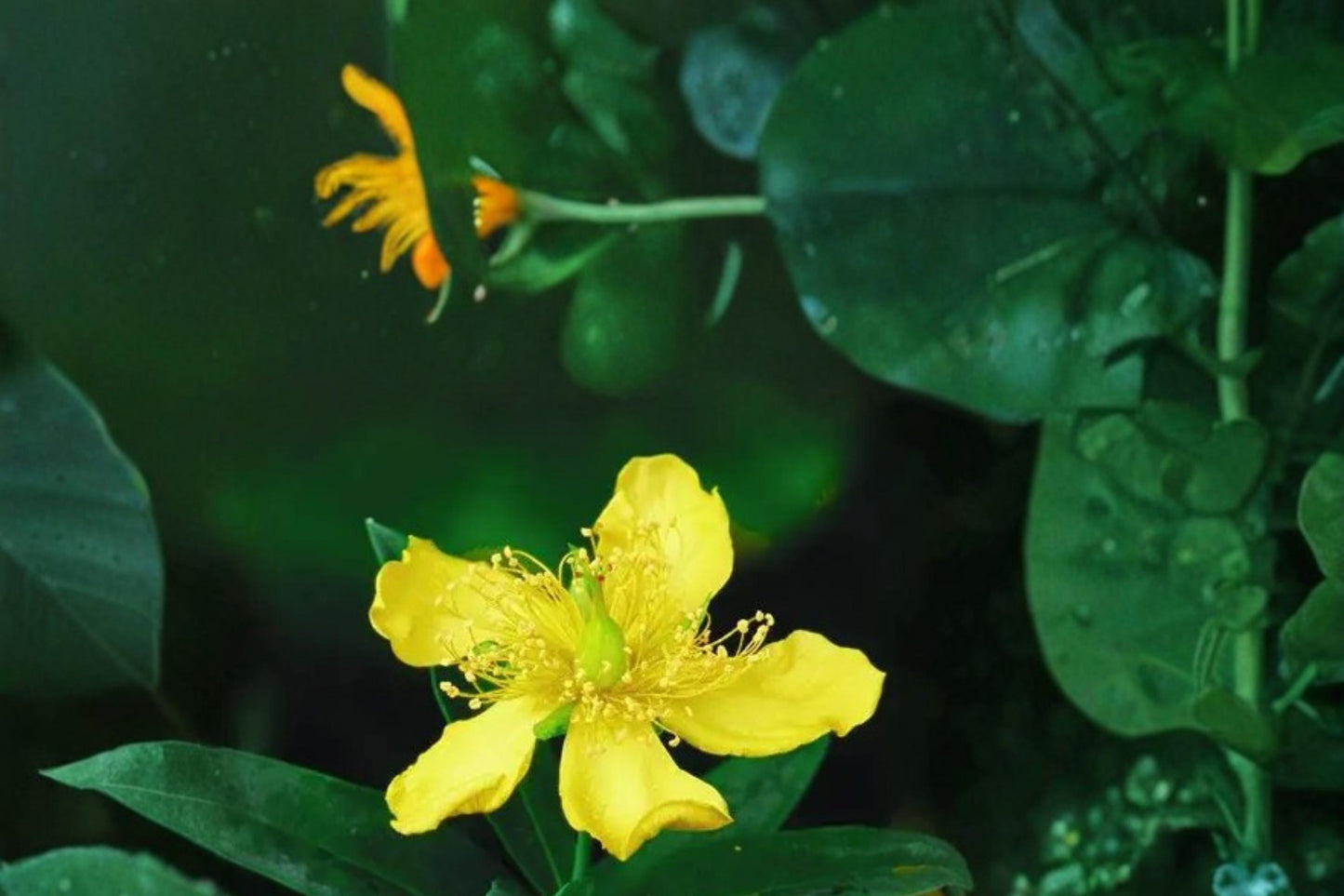 Great St John’s Wort Seeds 500 - Hypericum pyramidatum - Yellow Flowering Perennial, Pollinator-Friendly Wildflower