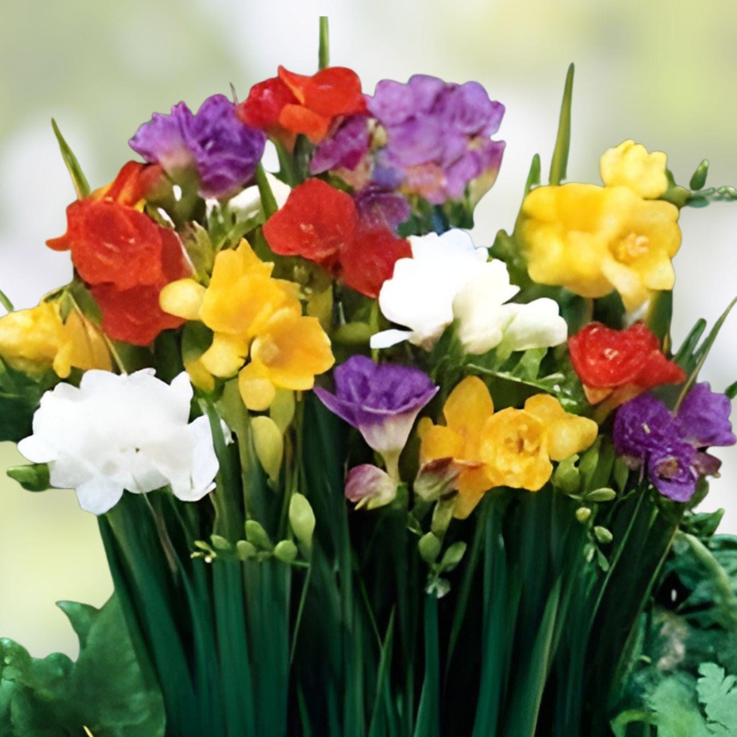 Freesia Bulb Mix - 10 Live Bulbs, Fragrant Pink Yellow Purple White Blooms, Freesia spp. - Spring Flower Garden Planting