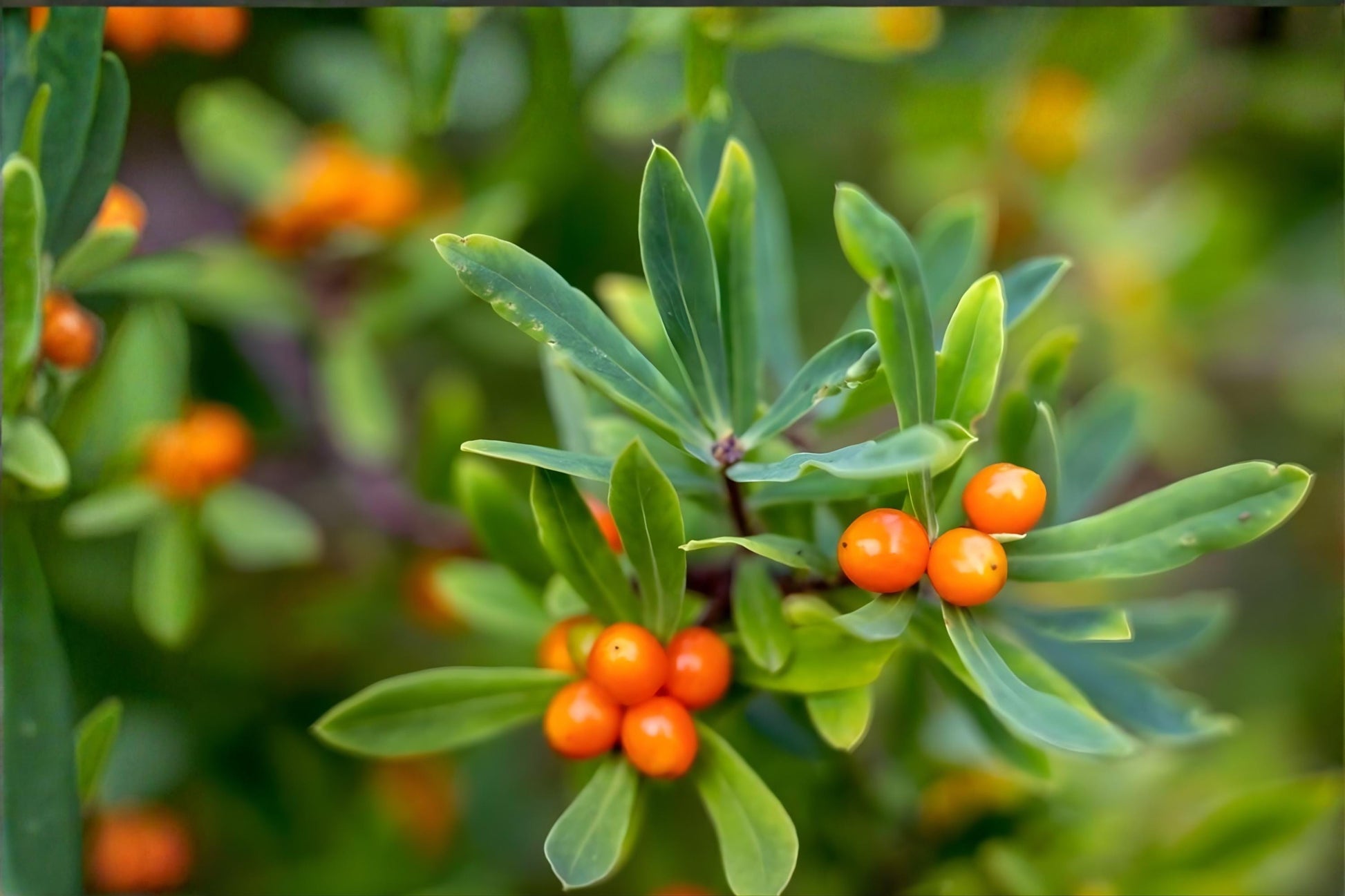 Sea Buckthorn Seeds (20) | Hardy Shrub with Nutrient-Rich Orange Berries | Hippophae rhamnoides for Coastal Gardens