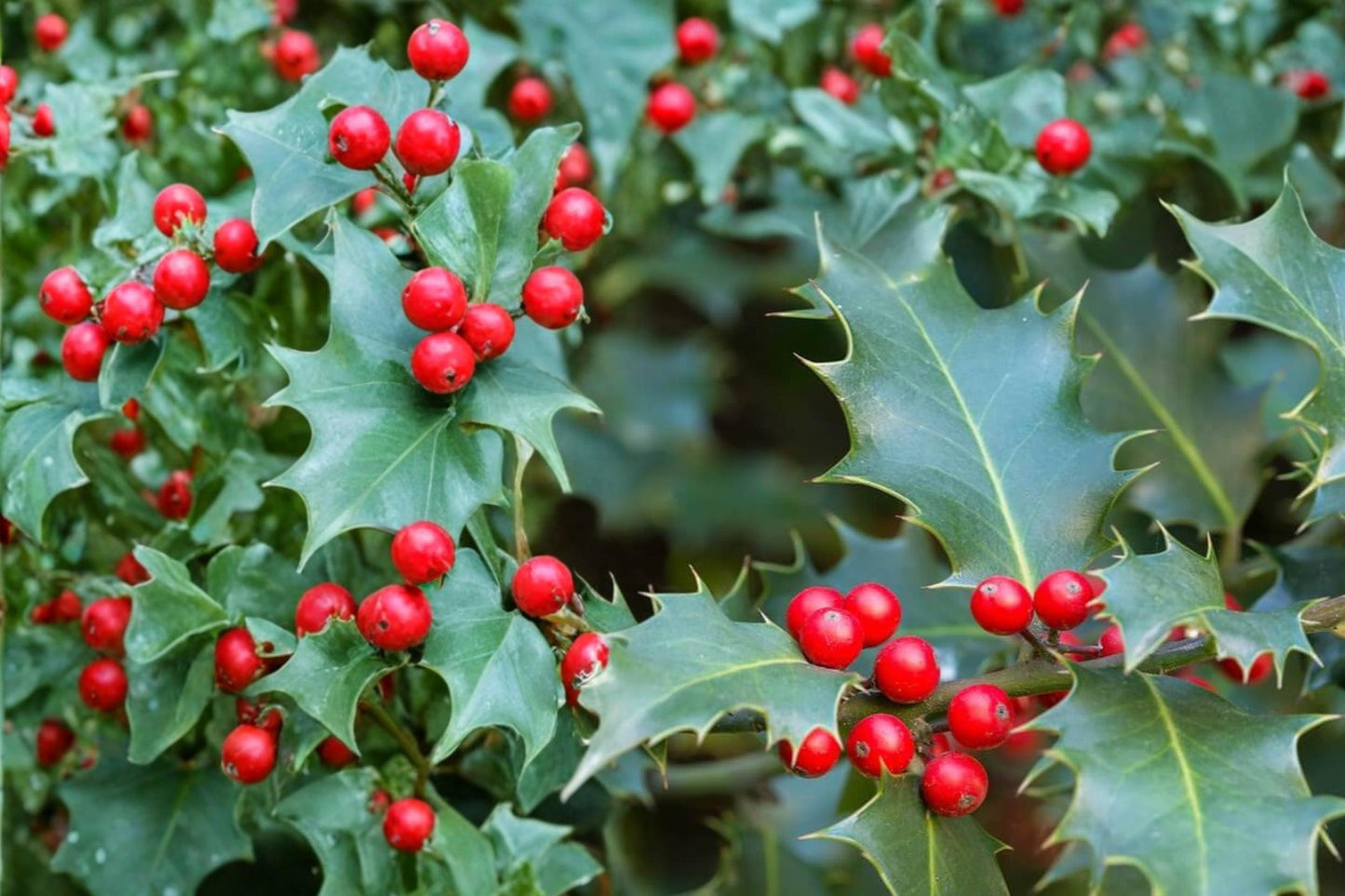English Holly Seeds - 10 Seeds - Ilex aquifolium - Evergreen Tree with Red Berries & Glossy Foliage - Landscape Plant