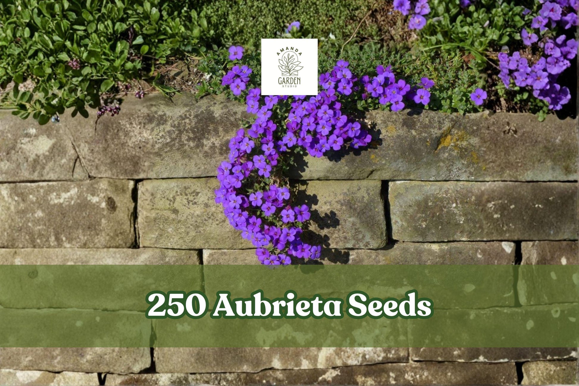 Aubrieta Seeds 250 Count Purple Cascade Perennial Flower - Aubrieta deltoidea Ground Cover for Rock Gardens and Borders