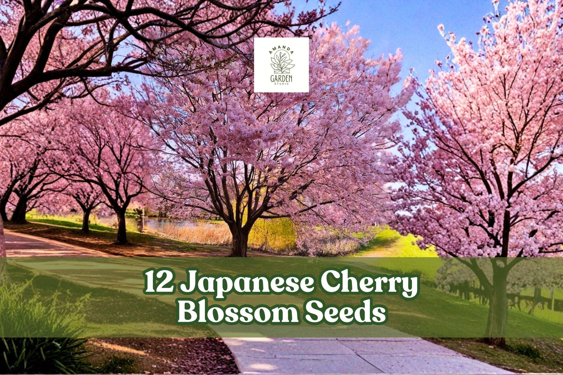 Japanese Cherry Blossom Seeds - 12 Sakura Seeds - Prunus serrulata - Pink Ornamental Tree for Gardens & Bonsai