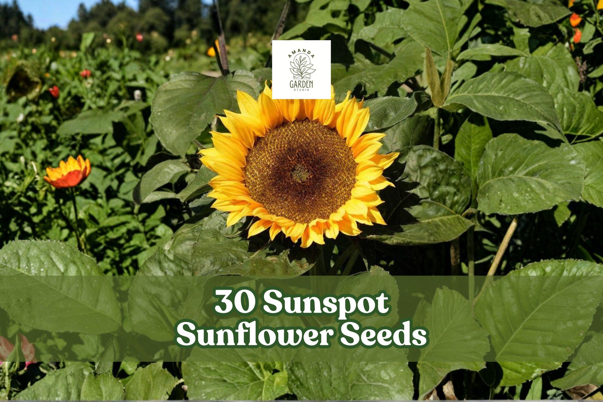 Sunflower Seeds - 30 Pack Sunspot Yellow Helianthus annuus - Compact Annual Flower for Gardens & Containers