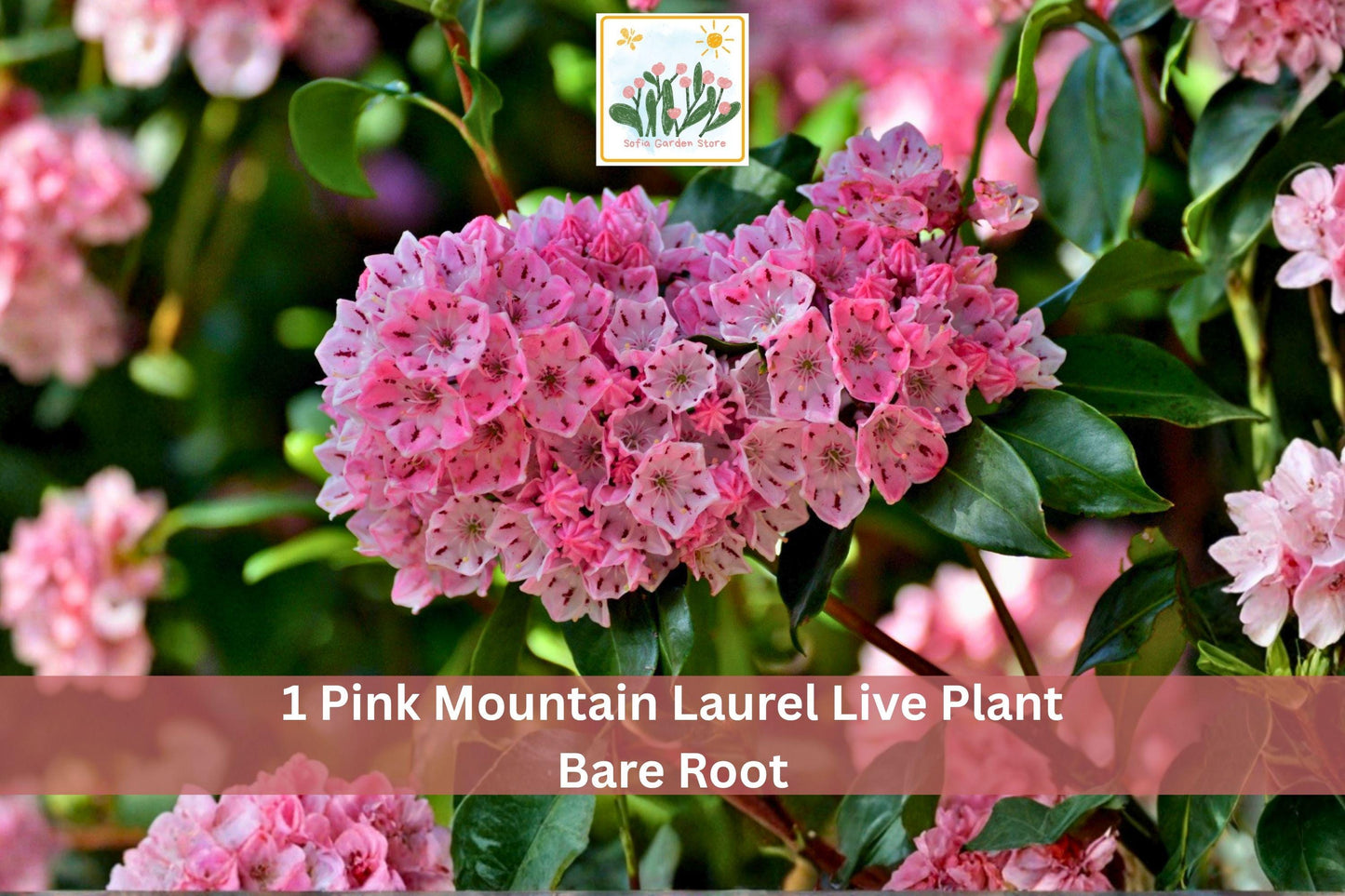 Pink Mountain Laurel Live Plant Bare Root Kalmia latifolia – Elegant Pink Flowering Shrub for Garden Landscapes