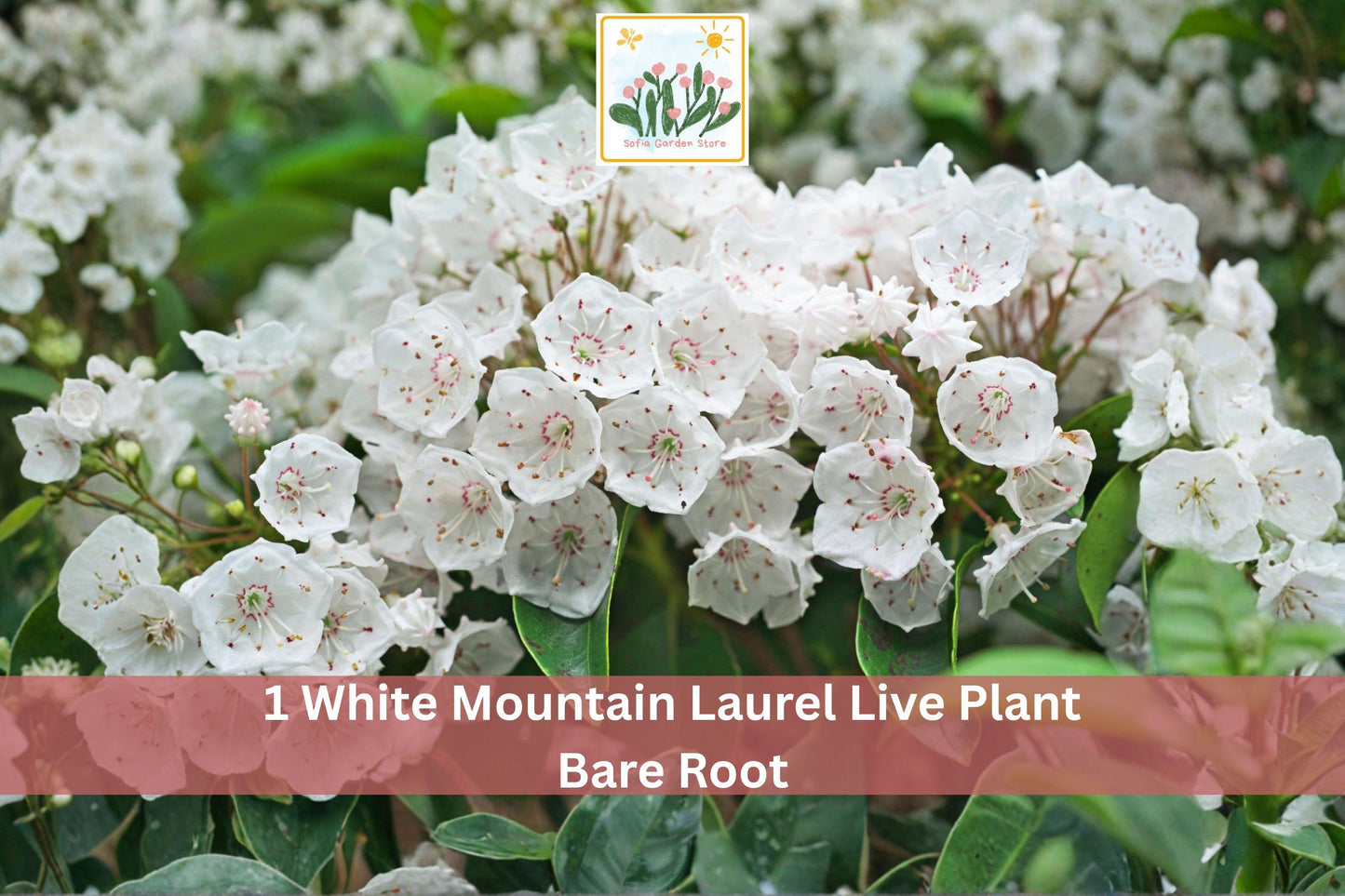 White Mountain Laurel Live Plant Bare Root Kalmia latifolia - Elegant White Flowering Shrub for Garden Landscapes