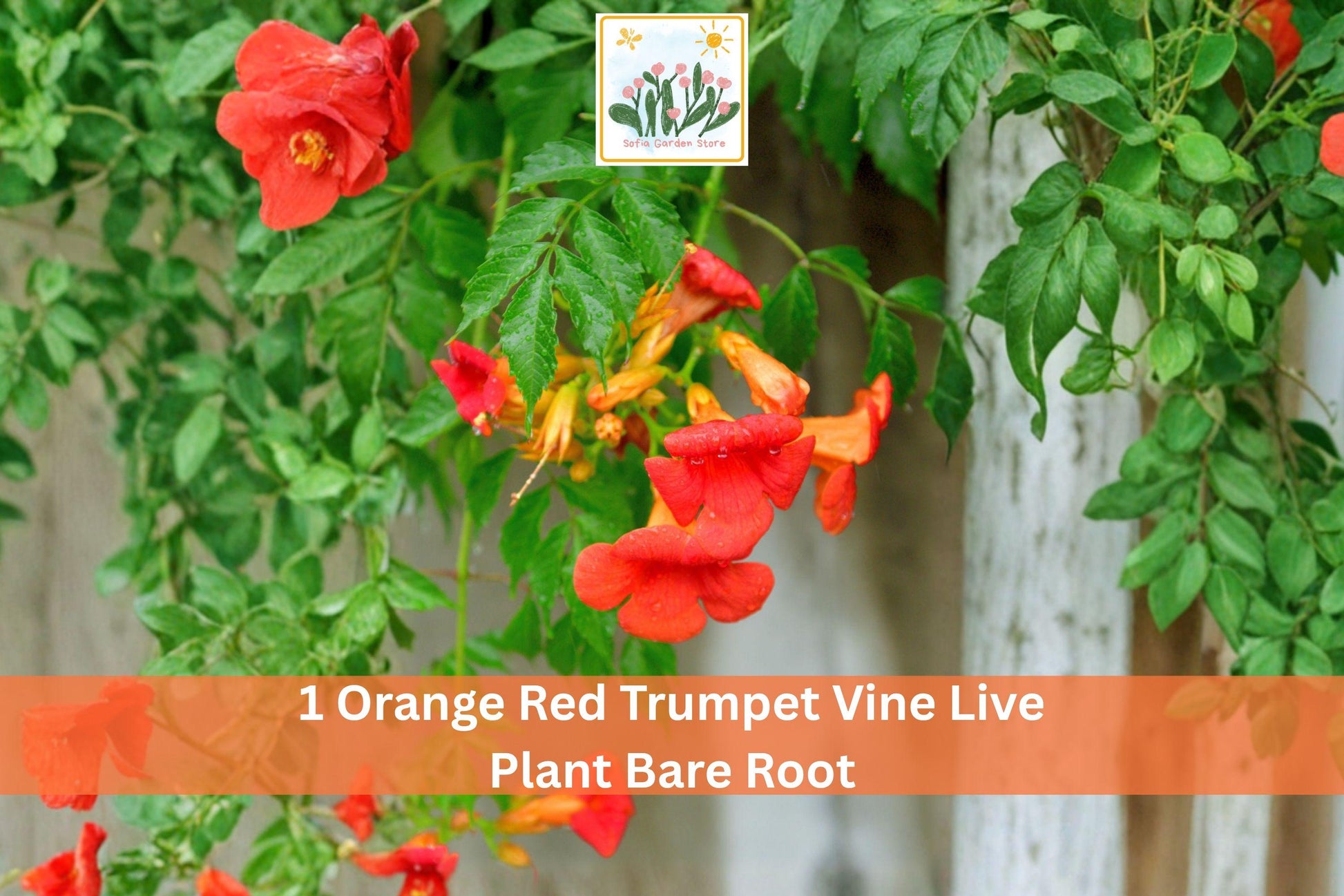 Orange Red Trumpet Vine Bare Root Plant - Campsis radicans Climbing Vine for Vertical Gardening and Landscaping