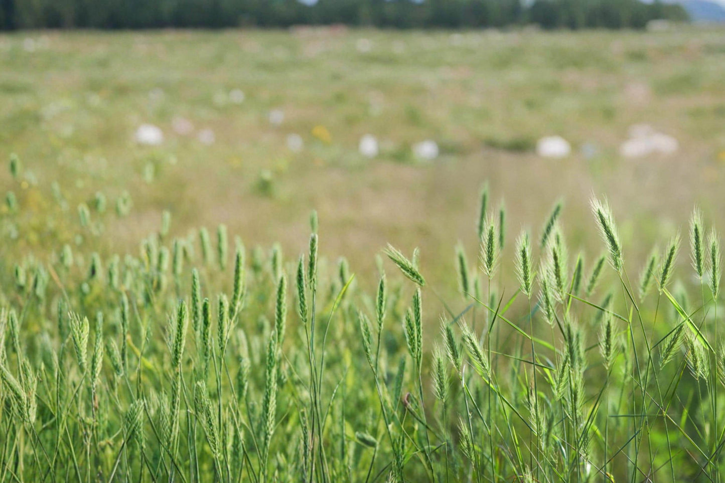Virginia Wildrye Seeds - 100 Seeds - Native Cool-Season Grass - Elymus virginicus - Adaptable for Restoration & Habitat Planting