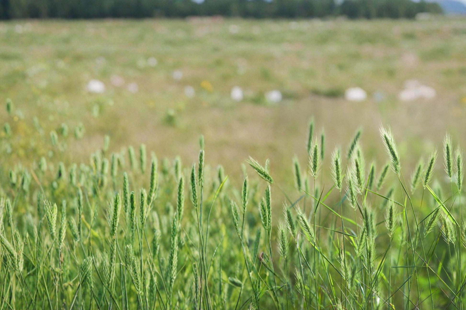 Virginia Wildrye Seeds - 100 Seeds - Native Cool-Season Grass - Elymus virginicus - Adaptable for Restoration & Habitat Planting