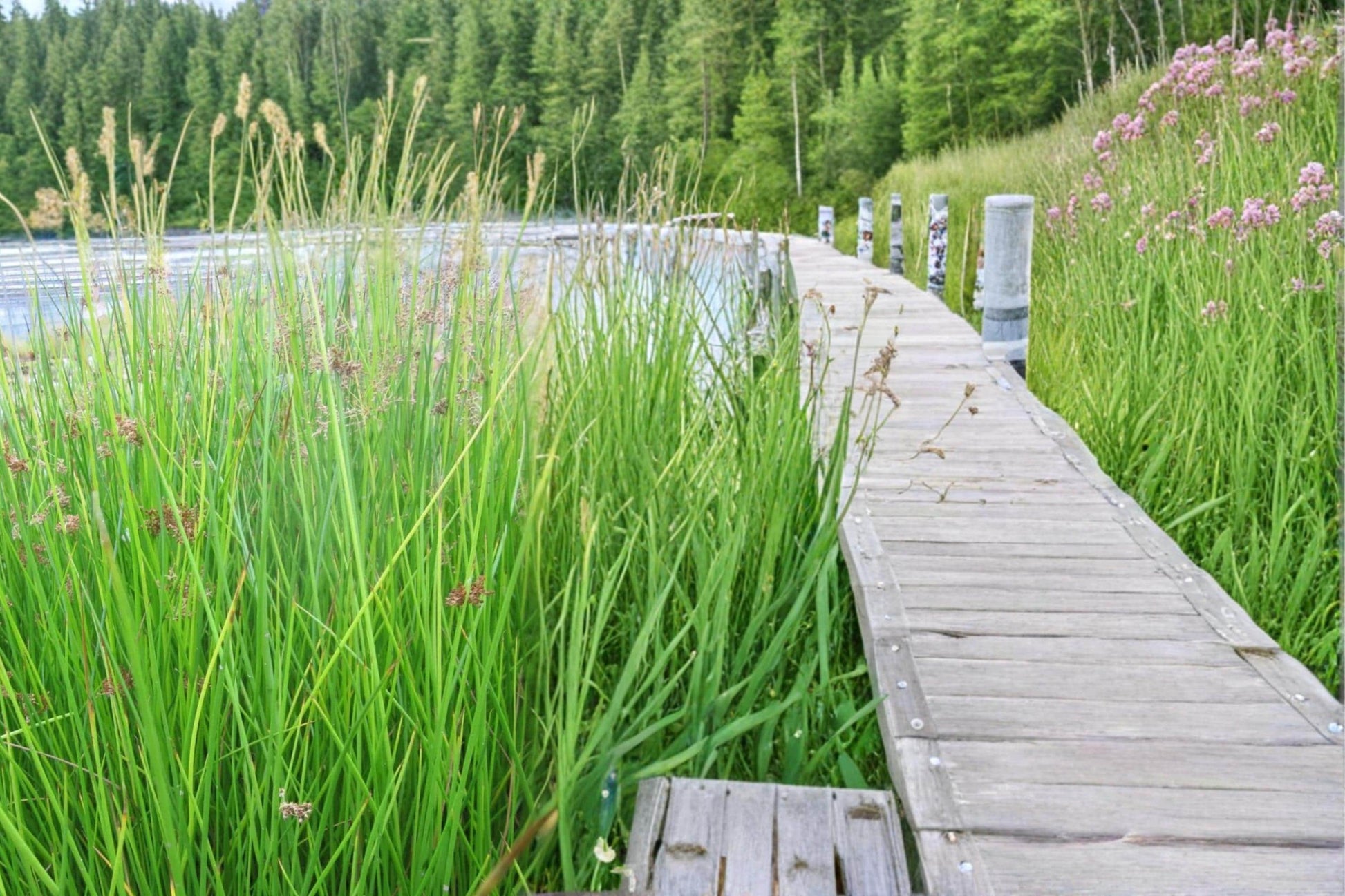 Soft Rush Seeds - 100 Count - Juncus effusus - Perennial Wetland Plant for Ponds, Aquatic Gardens, Moist Soil
