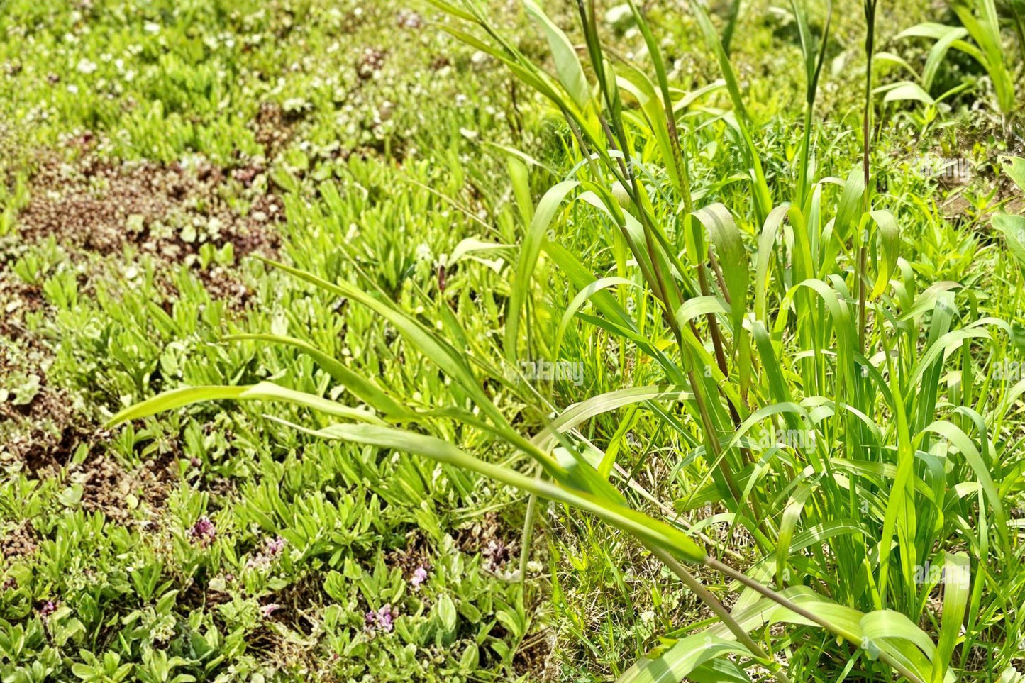 Eastern Gamagrass Seeds - 10 Seeds - Tripsacum dactyloides - Warm-Season Perennial Grass for Native Plantings and Restoration