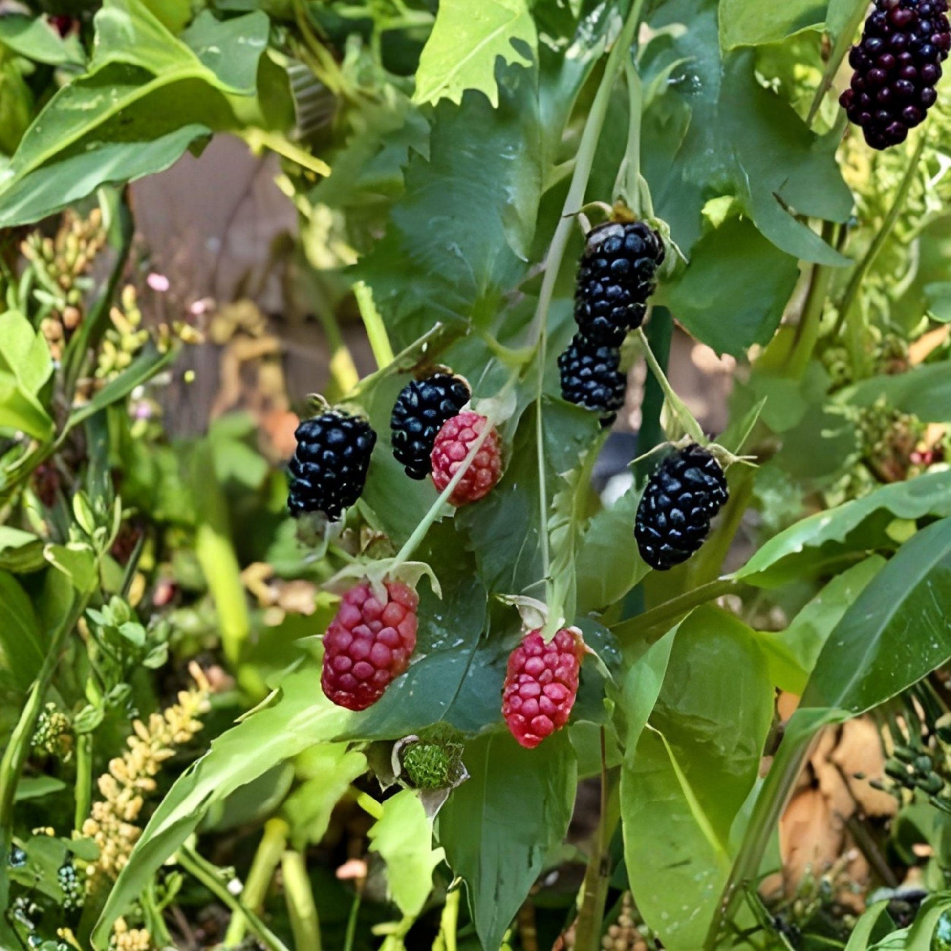 Navaho Thornless Blackberry Starter Plant 6-10 Inches - Rubus fruticosus, Rooted for Home Garden, Sweet Dark Berries