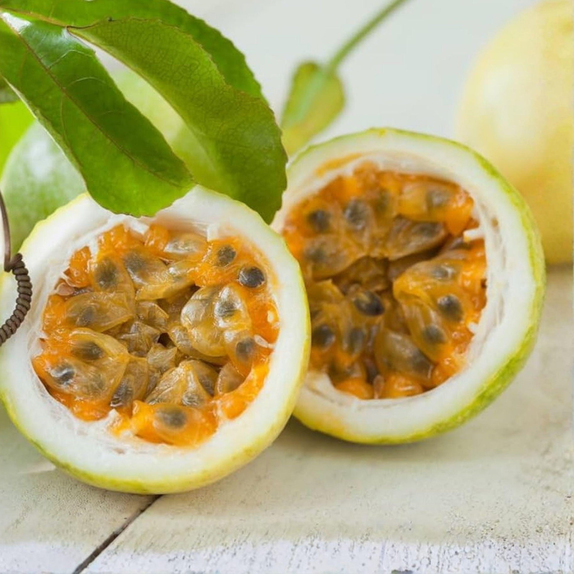 Yellow Passion Fruit Vine Starter Plant 6-10 Inch Live Plant for Trellis - Passiflora Edulis