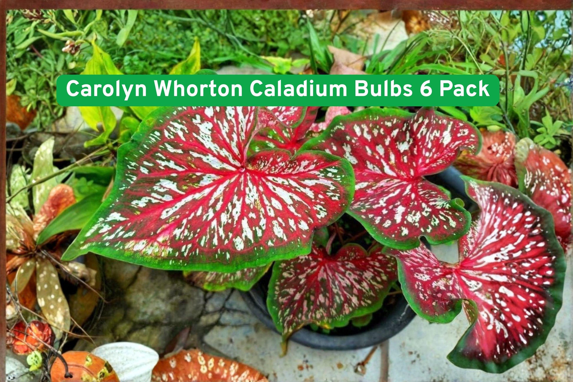 Caladium Bulbs 6 Pack, Carolyn Whorton Variety, Pink & Green Foliage, Caladium bicolor - Ideal for Shade Gardens & Containers