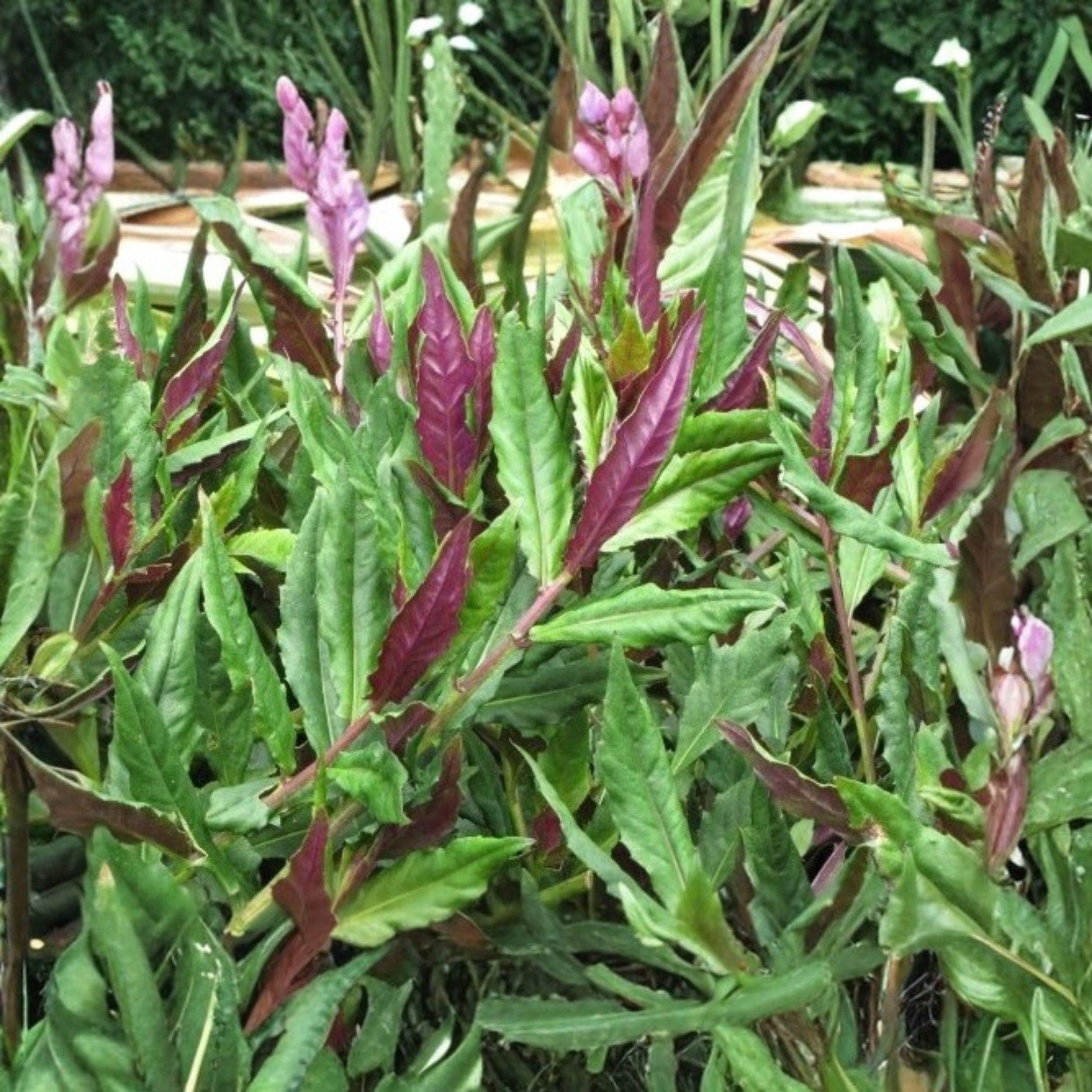 Okinawa Spinach Starter Plant 4-8 Inches Edible Green Gynura crepioides for Garden Growth
