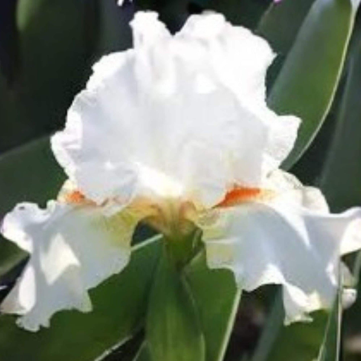 White Bearded Iris Rhizomes | 4 Heirloom Perennial Rhizomes | Elegant White Blooms | Iris germanica