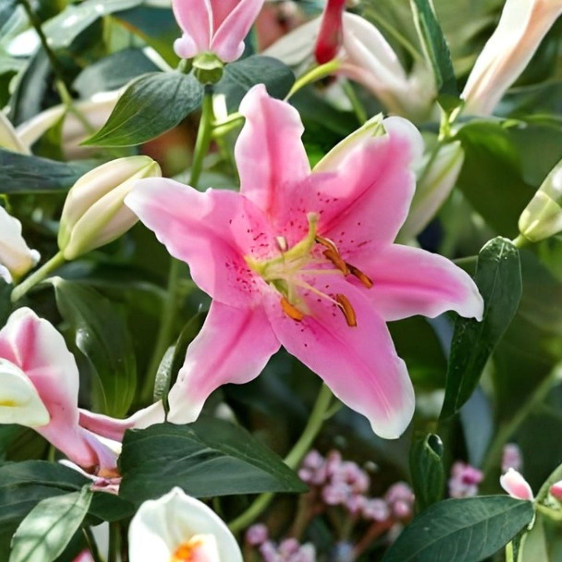 Sorbonne Oriental Lily Bulbs | 3 Bulbs | Fragrant Pink & White Flowers | Lilium orientalis for Elegant Garden Blooms