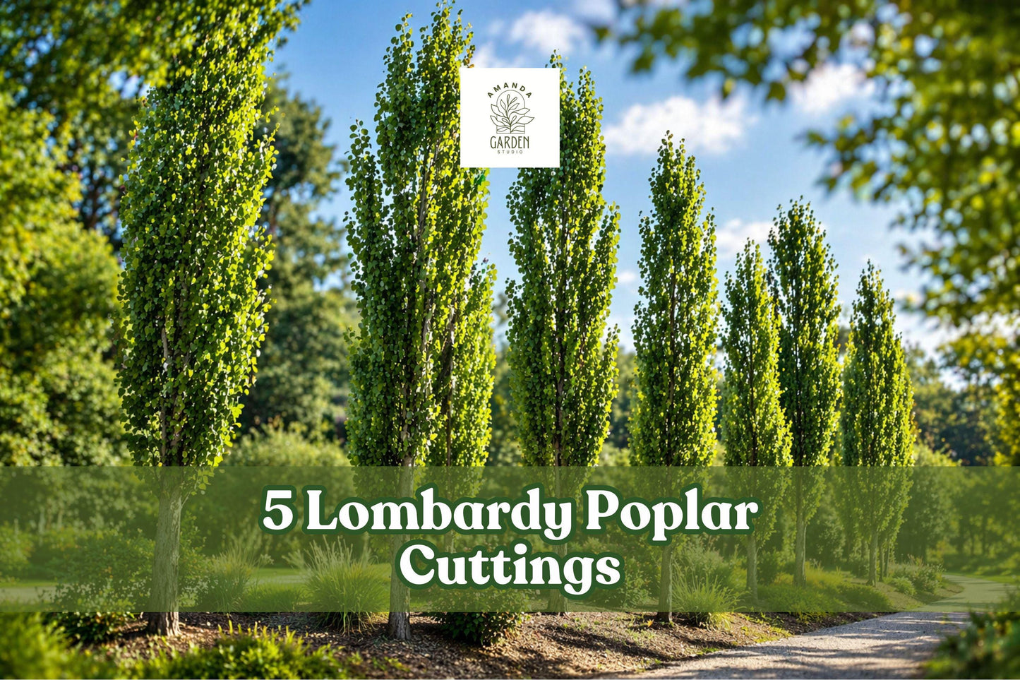 Lombardy Poplar Cuttings - 5 Fast-Growing Privacy Trees - Populus nigra Italica - Ideal for Landscaping & Natural Screens