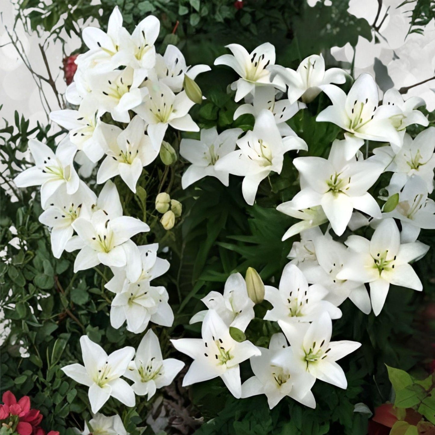 Navona White Lily Bulbs - 5 Hardy Perennial Asiatic Lilies (Lilium asiatic) for Elegant Garden Blooms
