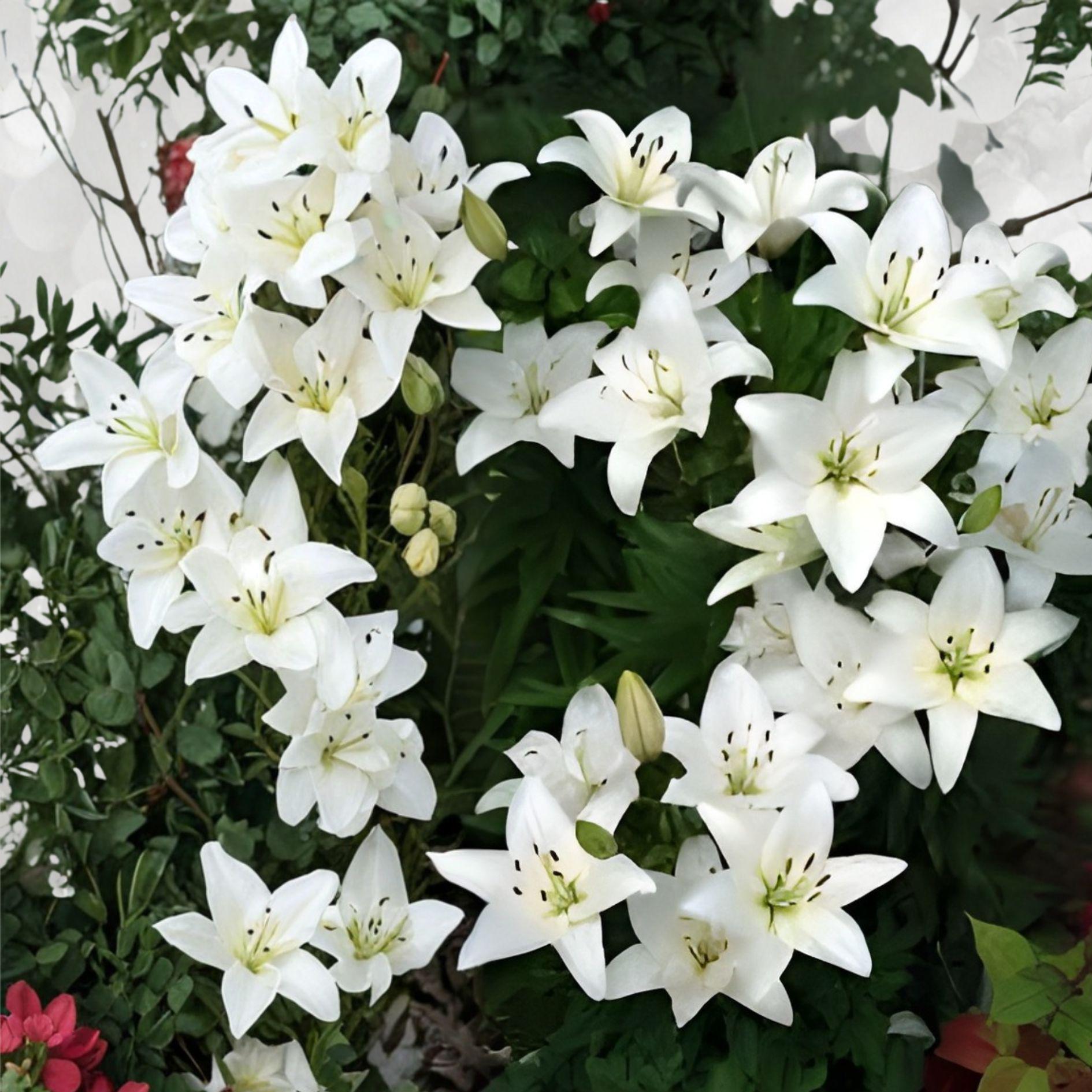 Navona White Lily Bulbs - 5 Hardy Perennial Asiatic Lilies (Lilium asiatic) for Elegant Garden Blooms