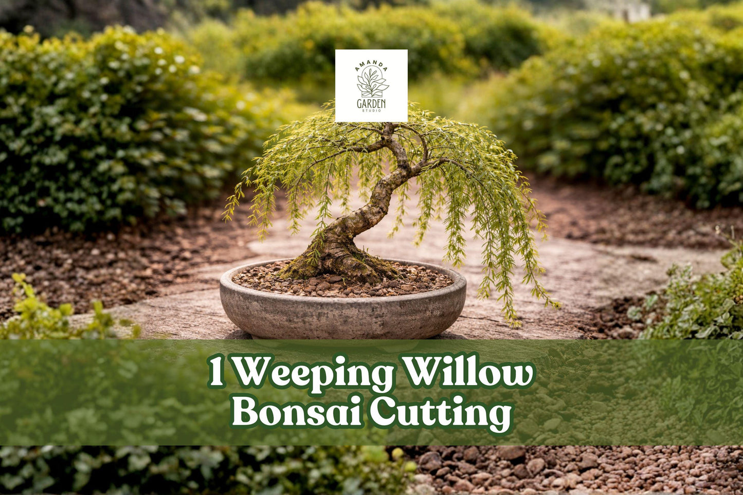 Weeping Willow Bonsai Cutting - Thick Trunk Live Tree Salix babylonica - Fast-Growing, Easy to Propagate, Green Plant