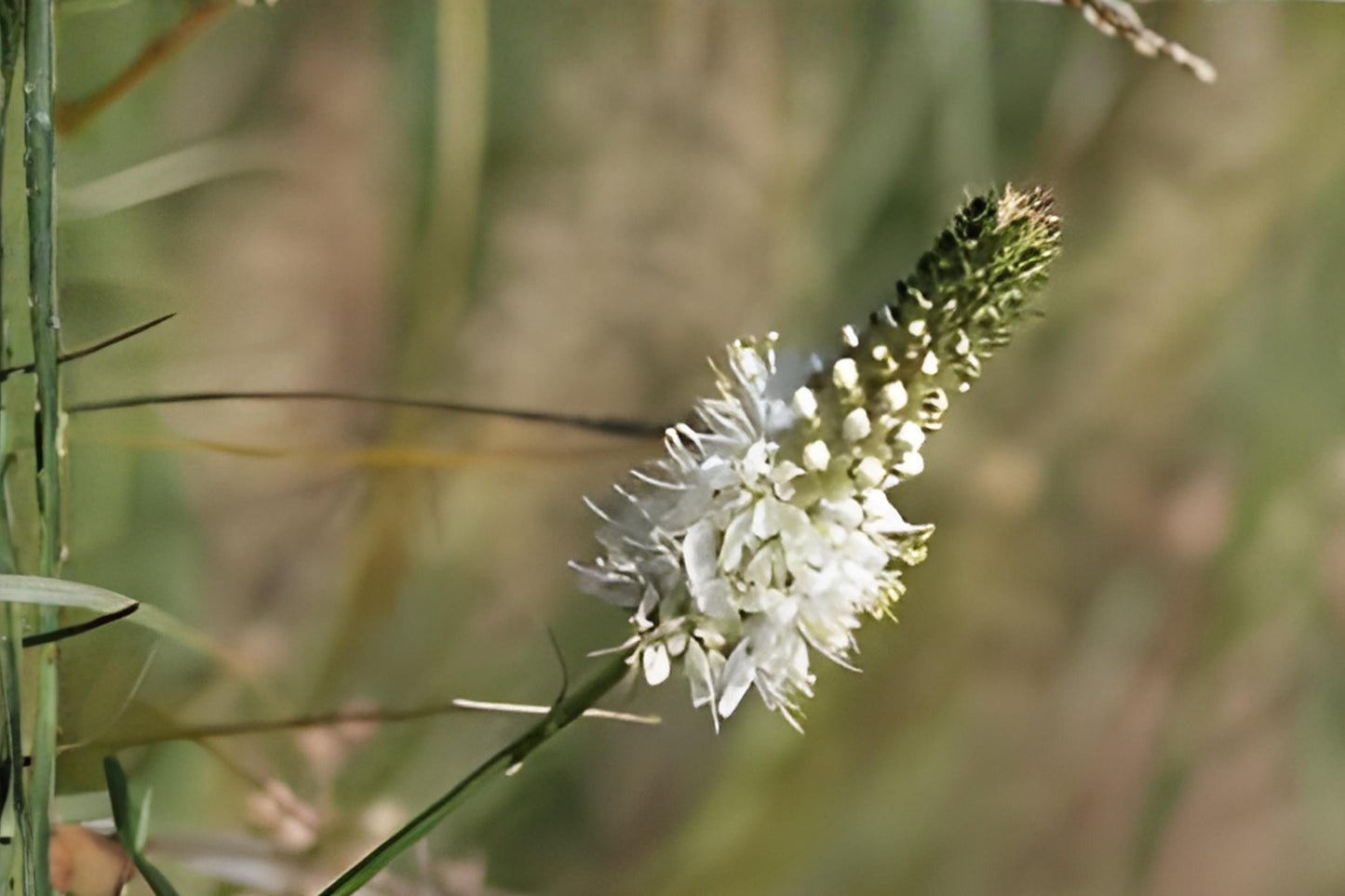 White Prairie Clover Seeds (100) | Native Wildflower for Pollinators | Dalea candida | Drought Tolerant, Soil Enhancer