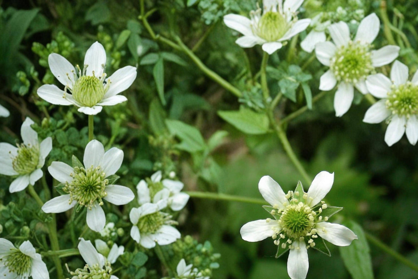 Wildflower Seeds - 100 White Avens Seeds - Geum canadense - Perennial Woodland Plant for Shade Gardens & Pollinator Support