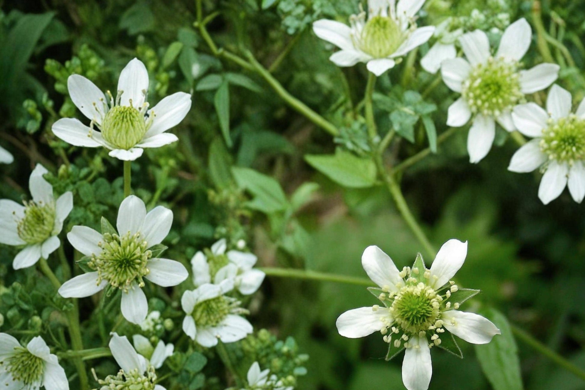Wildflower Seeds - 100 White Avens Seeds - Geum canadense - Perennial Woodland Plant for Shade Gardens & Pollinator Support