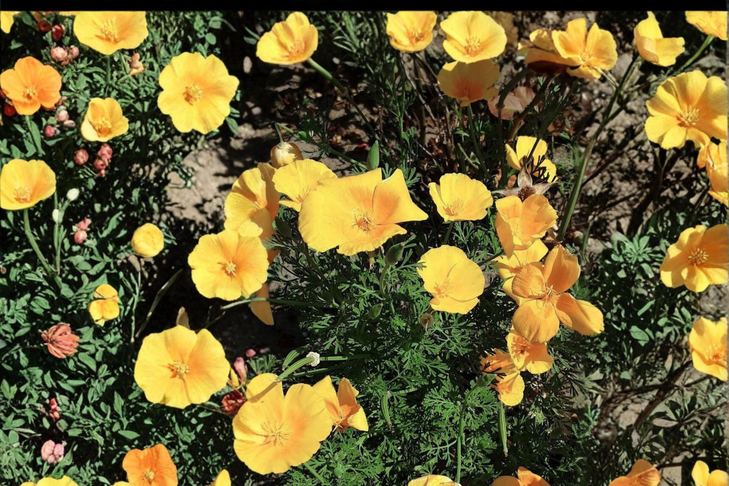 Tufted California Poppy Seeds - 100 Yellow Annual Wildflower Seeds - Eschscholzia caespitosa - Drought Tolerant, Pollinator Friendly