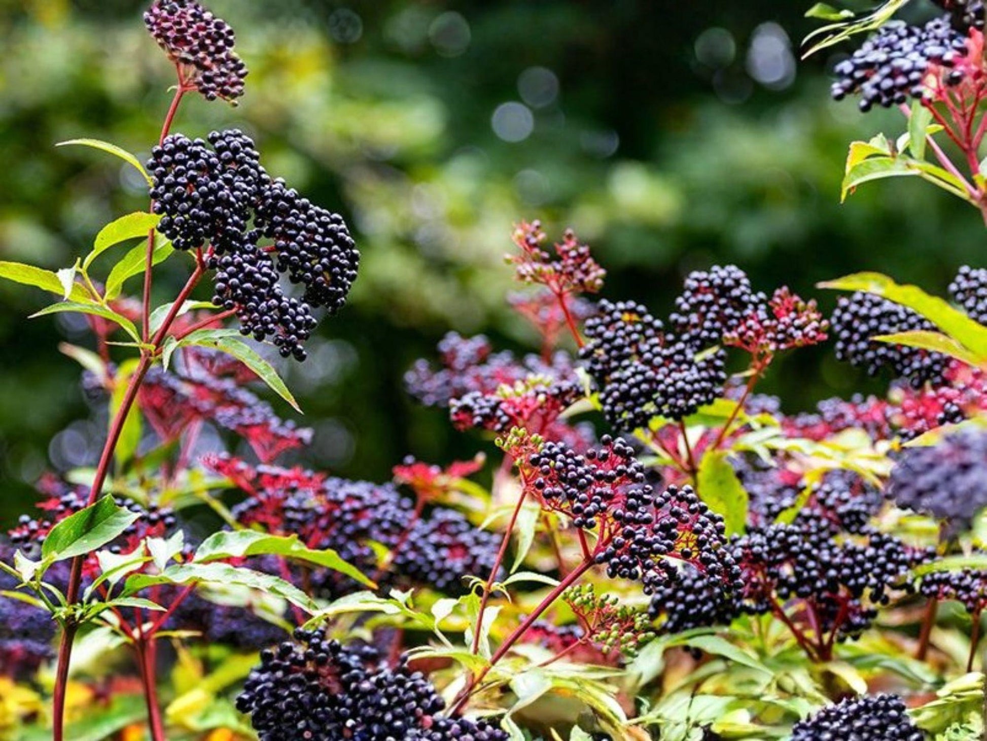 Elderberry Live Plants 2 Pack - Sambucus Berry Shrub for Gardens, Wildlife, Hedges - White Flowers & Dark Purple Berries