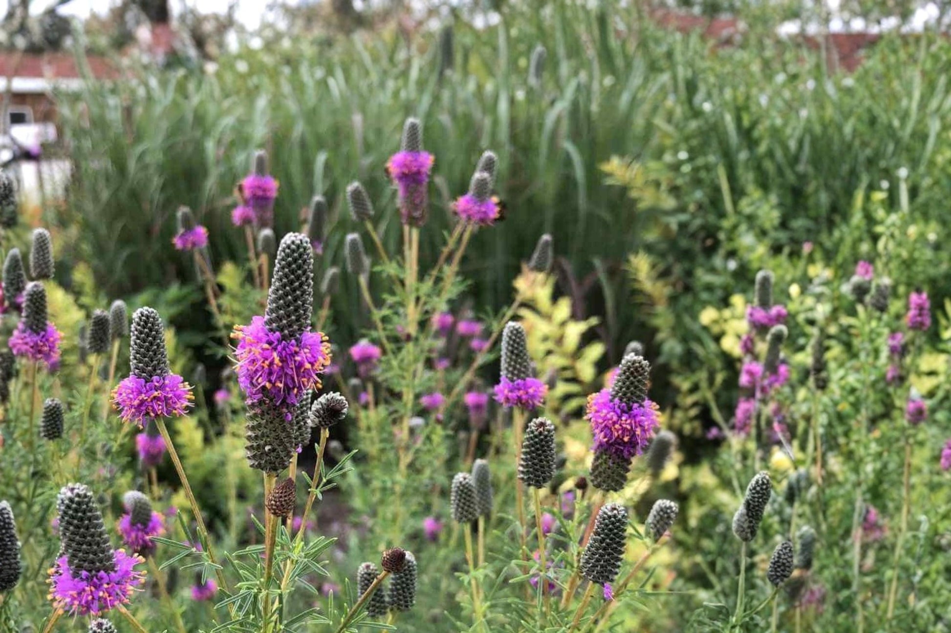Purple Prairie Clover Seeds - 100 Count - Dalea purpurea - Perennial Wildflower, Purple Spikes, Drought Tolerant, Native Plant