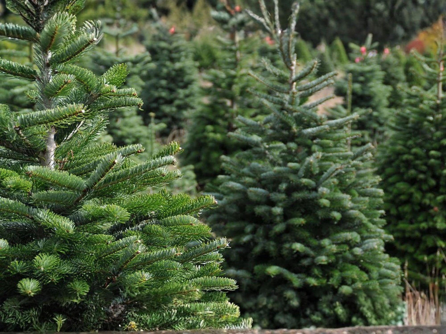 Live Norway Spruce Trees (2–3 ft) - Picea abies Evergreen Conifer for Hedges, Windbreaks, Dense Dark Green Needles