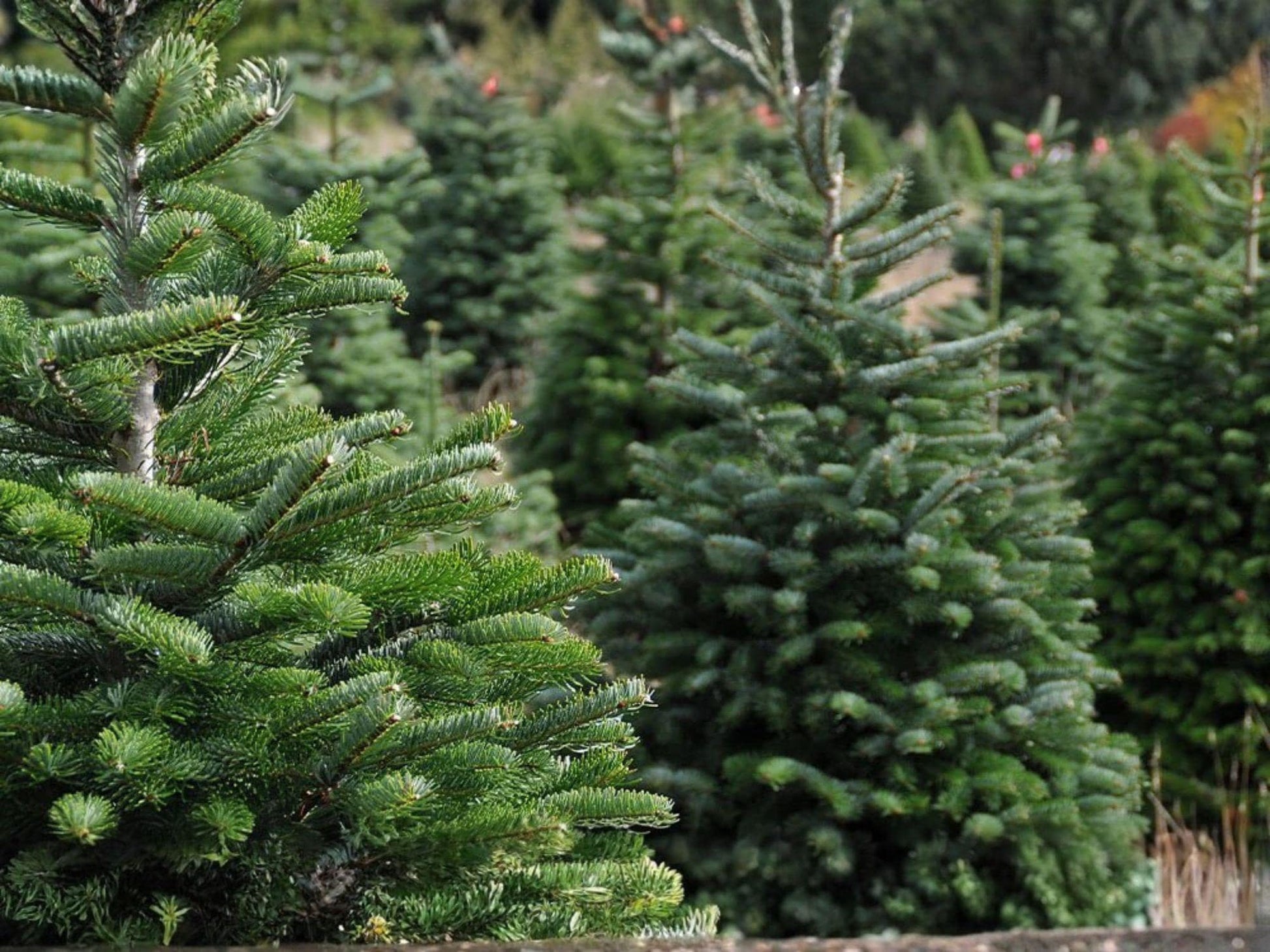 Live Norway Spruce Trees (2–3 ft) - Picea abies Evergreen Conifer for Hedges, Windbreaks, Dense Dark Green Needles